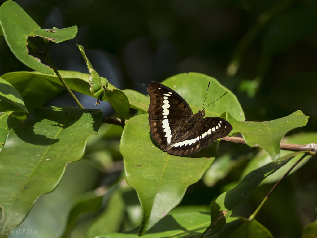 Banded Marquis (Big Butterfly Month India Field guide - Gaurav S. Soman ...