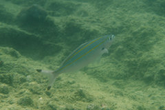 Pterocaesio digramma