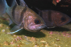 Apogonichthyoides sialis