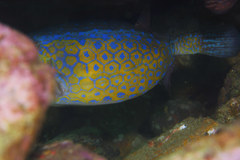 Ostracion immaculatum