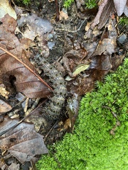 Hemileuca maia