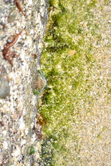 Cellana nigrolineata