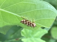 Chelymorpha cassidea