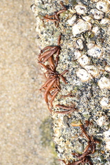 Cumagloia andersonii