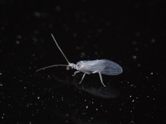 Conwentzia