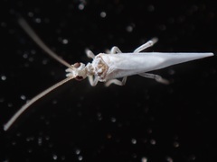 Conwentzia