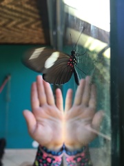 Heliconius sara
