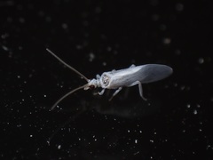 Conwentzia