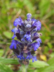 Ajuga genevensis