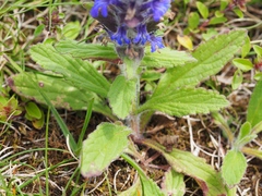 Ajuga genevensis