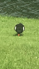 Haematopus ostralegus