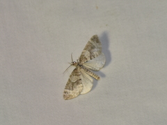 Eulithis explanata