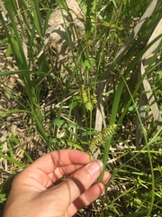 Carex utriculata