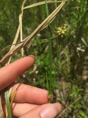 Carex flava