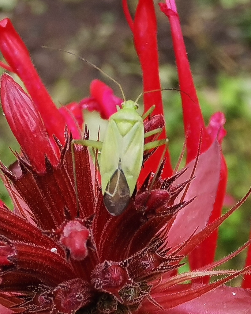 Calocoris affinis