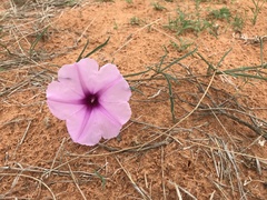 Ipomoea bolusiana
