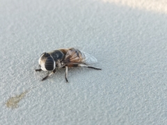 Phytomia