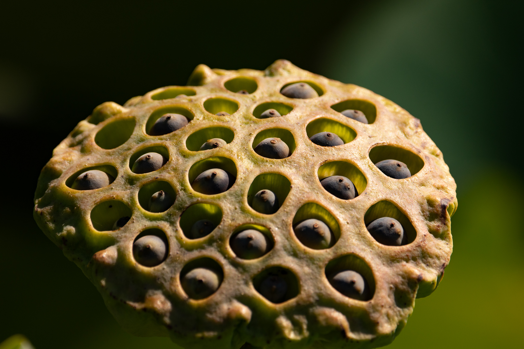 Nelumbo nucifera