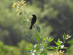 Molothrus rufoaxillaris