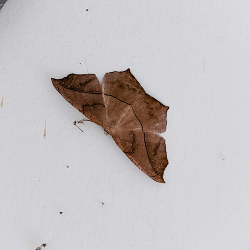 Large Maple Spanworm Moth photo 6
