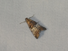 Pococera maritimalis