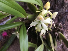 Prosthechea trulla