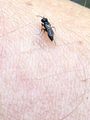 Spilomena