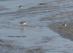 Charadrius hiaticula