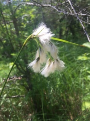 Eriophorum viridicarinatum