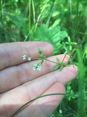 Galium labradoricum