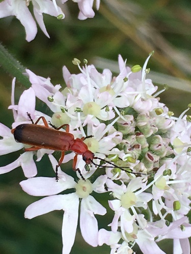 Common red soldier beetle