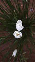 Zephyranthes candida