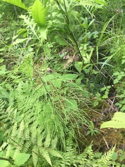 Equisetum sylvaticum