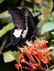 Papilio iswara