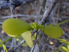 Viscum obscurum