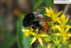 Bombus pyrosoma