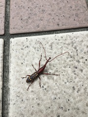 Blysmia