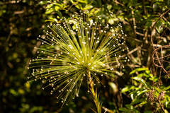 Paepalanthus chiquitensis