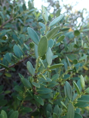 Robsonodendron maritimum