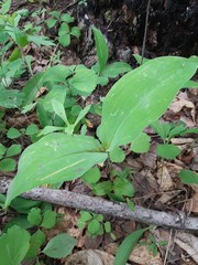 Convallaria keiskei