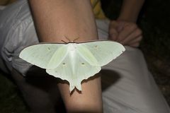 Actias artemis