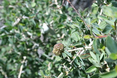 Asphondylia ceanothi