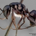 Camponotus quercicola - Photo (c) California Academy of Sciences, 2000-2010，保留部份權利CC BY-NC-SA