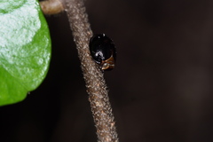 Gnezdilovius variabilis