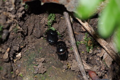 Parascatonomus nitidus