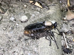 Microstylum oberthurii