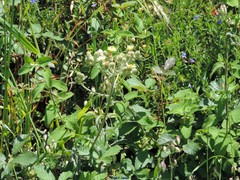 Glandora diffusa