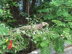 Iguana delicatissima