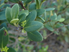 Robsonodendron maritimum