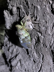 Platypleura kaempferi